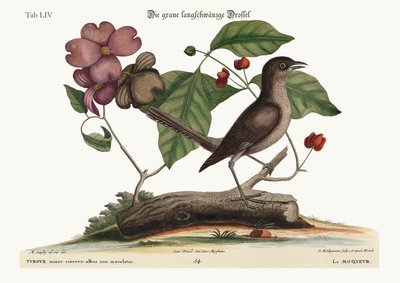 El pájaro burlón, 1749-73 de Mark Catesby